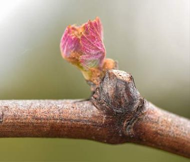 casar_de_burbia_viñedo_brote