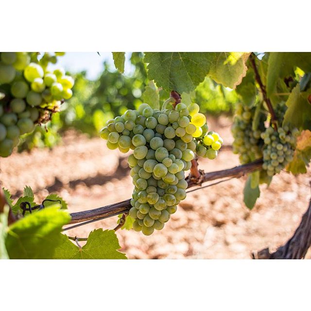 Por que no sólo de tinto vive el hombre... descubre la Godello de El Bierzo.

#wine #wein #vino #cellar #bodega #地窖 #葡萄酒 #葡萄園 #西班牙 #نبيذ #포도주 #वाइन #ワイン #vinho #вино #Bierzo #León #leon #ElBierzo #CasarDeBurbia #CastillaYLeon #mencía #uvas #viñedo #vineyards