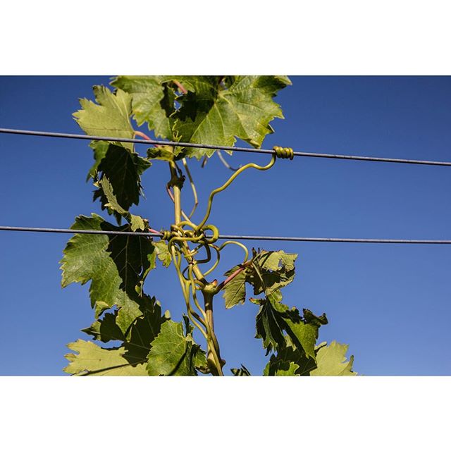 Sujétate fuerte pequeño zarcillo

#wine #wein #vino #cellar #bodega #地窖 #葡萄酒 #葡萄園 #西班牙 #نبيذ #포도주 #वाइन #ワイン #vinho #вино #Bierzo #León #leon #ElBierzo #CasarDeBurbia #CastillaYLeon #mencía #uvas #viñedo #vineyards